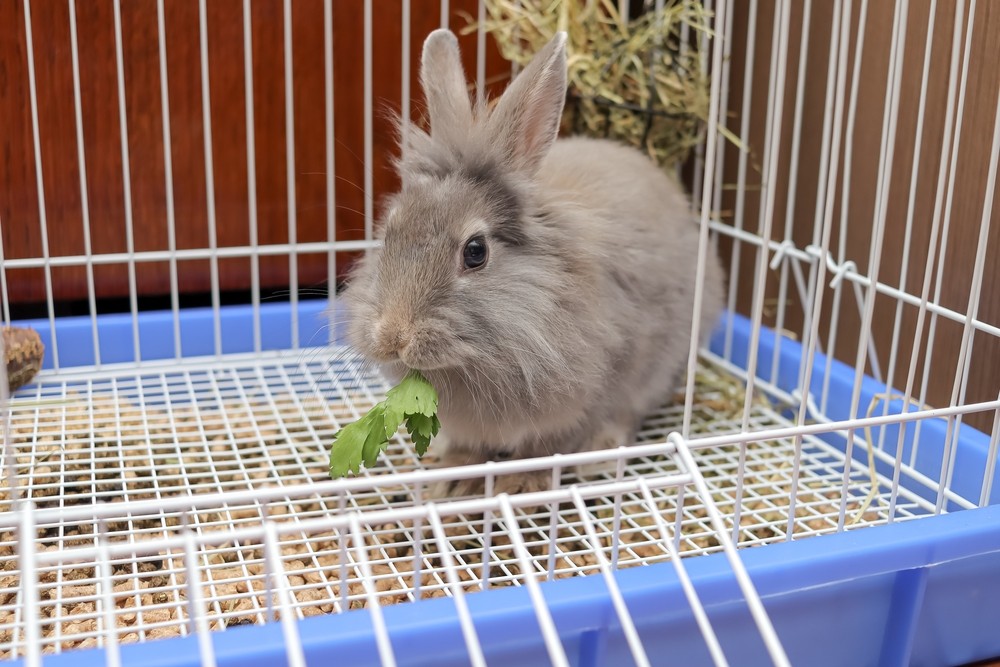 WELCHES ZUBEHÖR SOLLTE EIN KANINCHEN-SET ENTHALTEN? WIR HELFEN IHNEN, ES ZU VERVOLLSTÄNDIGEN