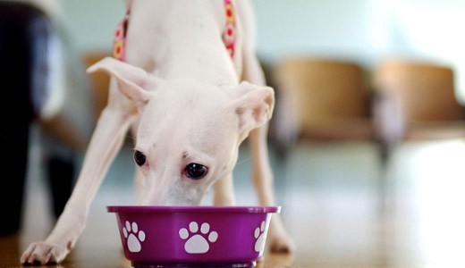 Tierarztnahrung für Hunde. Eine gesunde Alternative für Ihr Haustier.