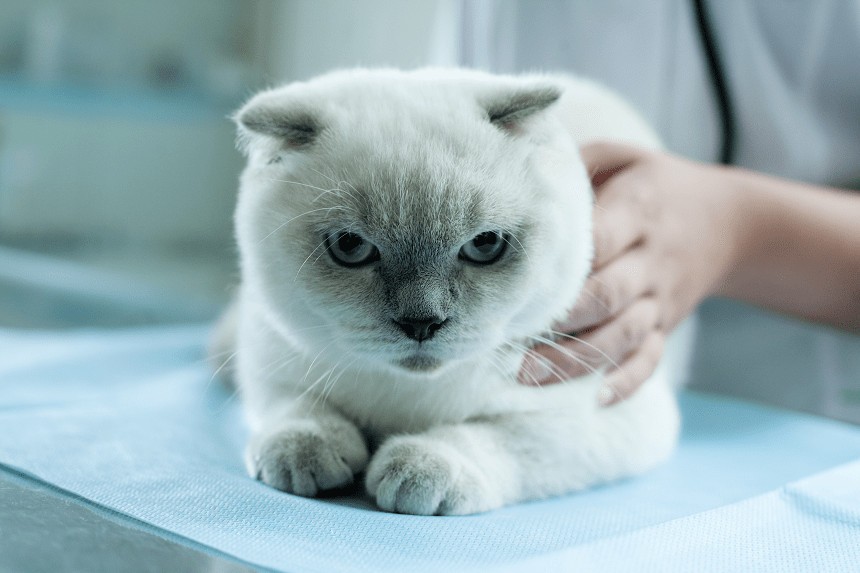 KRANKE NIEREN BEI DER KATZE - WIE ERKENNT MAN DIE KRANKHEIT UND WIE BEHANDELT MAN SIE?