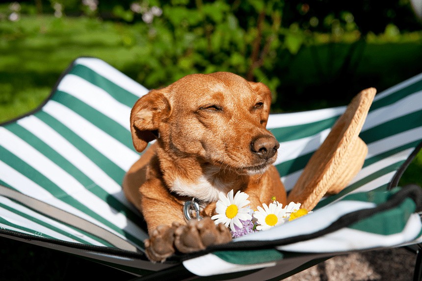 HUND IM URLAUB - 3 IDEEN FÜR EINEN AKTIVEN URLAUB MIT IHREM HAUSTIER
