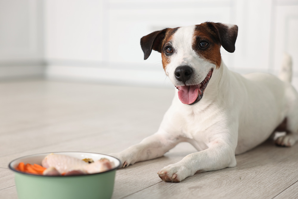 BARF-Ernährung – wie beginnt man richtig und warum die richtige Balance entscheidend ist?