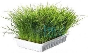 TRIXIE Katzengras in einer Schachtel mit 100 g